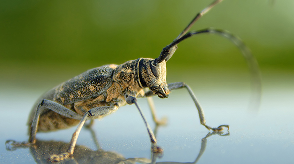 Wood boring insects include twig pruners