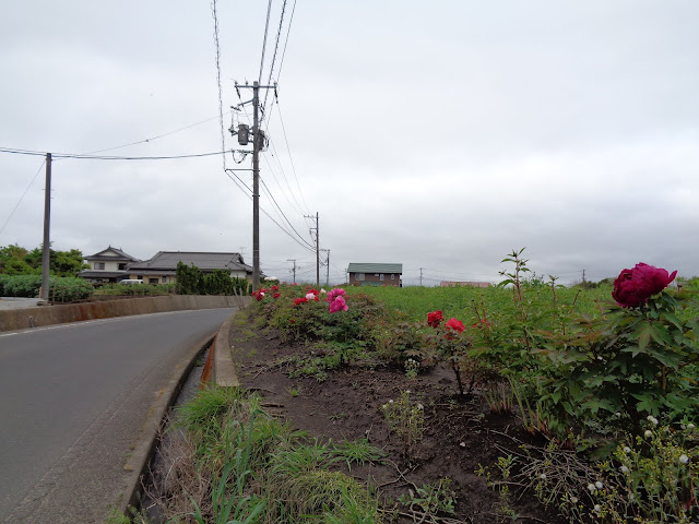 大根島の牡丹畑