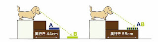 cães visualizando os degraus de uma escada