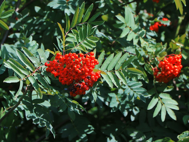 Sorbus aucuparia 'Konzentra'