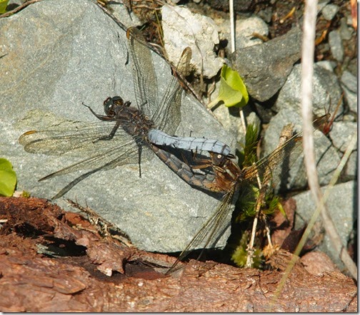 Keeled-Skimmers-mating