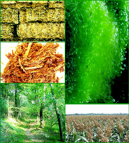 Biomassa Sebagai Sumber Energi Alternatif Masa Depan 