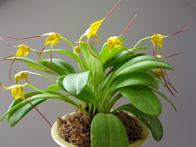 Masdevallia triangularis care and culture