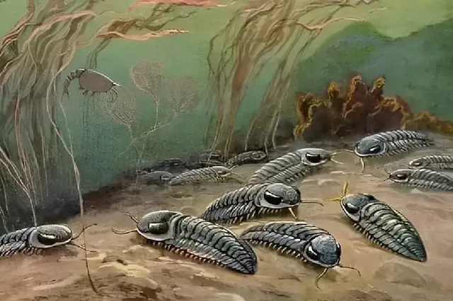 La sorprendente estrategia evolutiva del trilobite Aulacopleura: variando segmentos para sobrevivir a depredadores y cambios en los niveles de oxígeno en los antiguos océanos