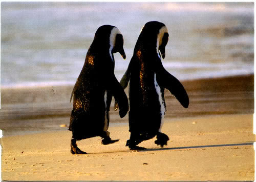 Cute & Beautiful Penguin HD Wallpaper Free