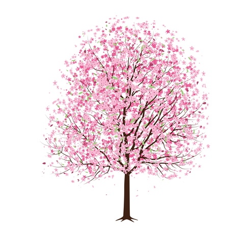 Cherry Tree Blossom Drawing cherry tree blossom drawing