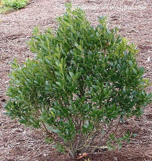 Evergreen Bushes