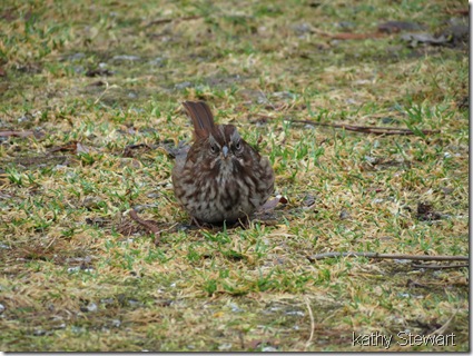 Song Sparrow head on