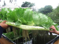 Lechuga en hidroponia hidroponico