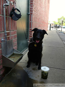 image of a black dog sitting next to a quart of freshly roasted Hatch chiles outside of a grocery store.