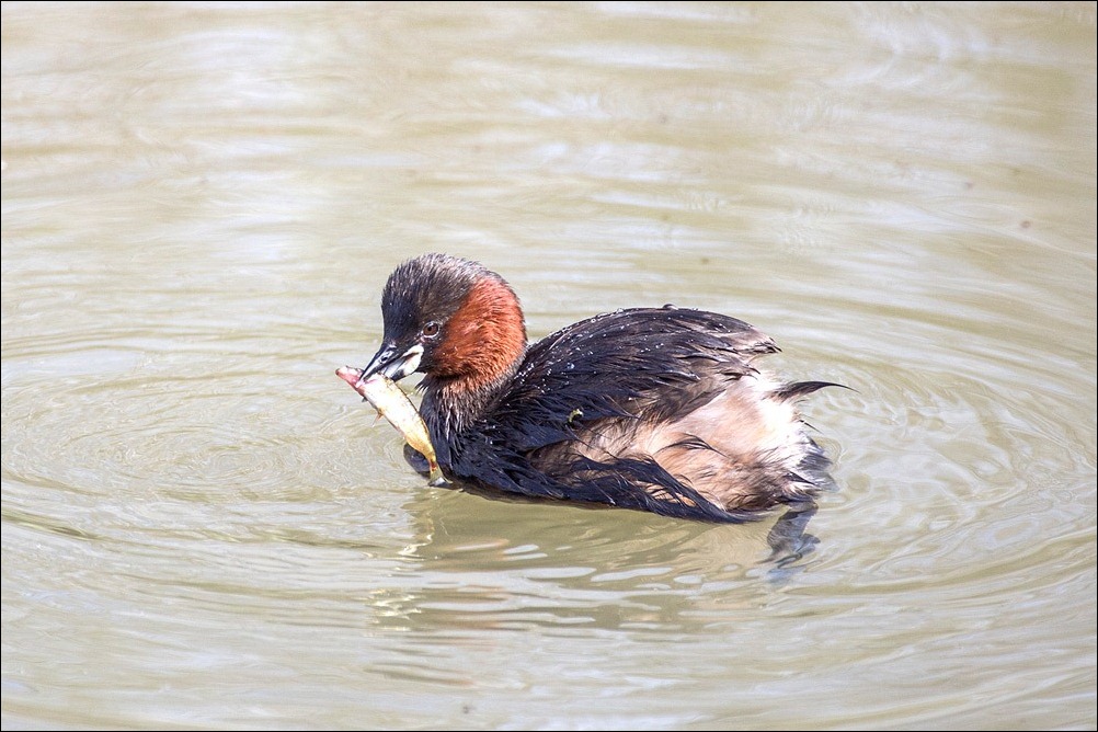 Little Grebe