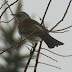 Fieldfare in midwinter