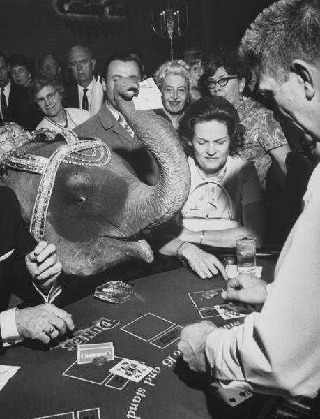 Dumbo Plays Blackjack