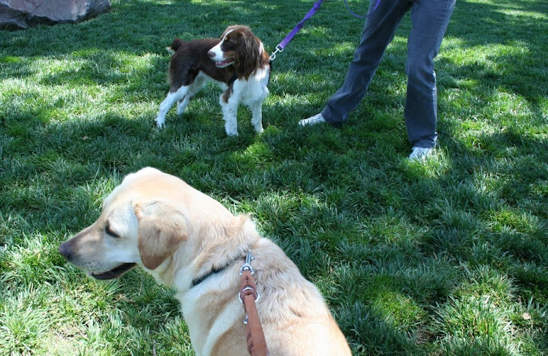 cabana and brown and white springer spaniel mindy standing on grass, a little ways apart from each other, both on leash, looking off to the side in same direction