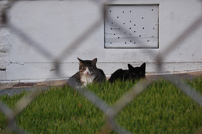 Two cats, seen through a fence.