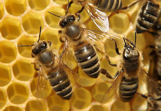 Honey Bee Hives