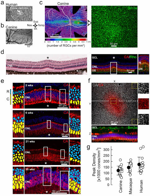 Rod Cell density in human eye