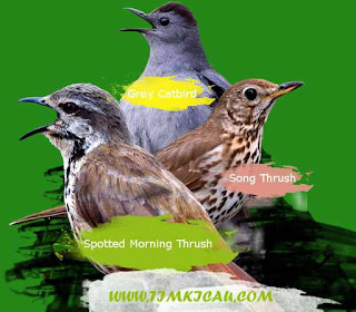 Dengarkan suara 3 jenis burung mancanegara merdu