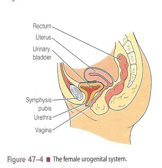 Aja aja fighting ara aliyara: MEDICAL PICTURE