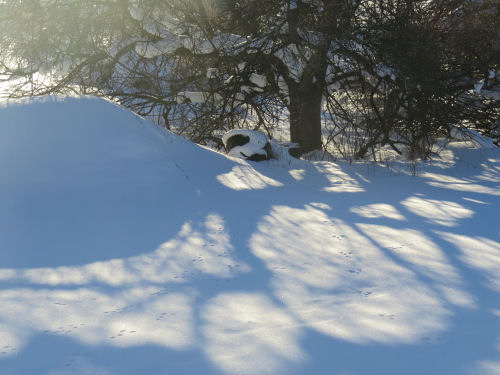 tracks and shadows