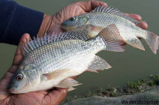 Umpan Serbuk Ikan Nila Indukan