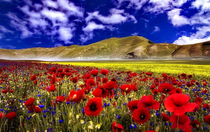 Flower Fields, Taman Tulip Terbesar di Dunia