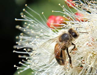 allergy, pollen, bee, insect, flower, health, wellness