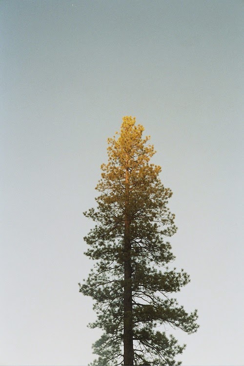 tree, lake tahoe, california