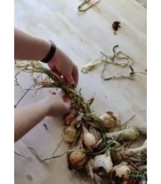 how to braid onions