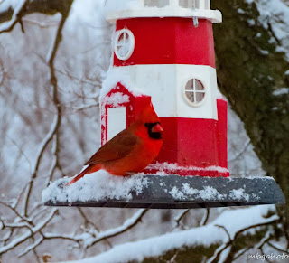 male Northern Cardinal on lighthouse bird feeder in the snow photo by mbgphoto