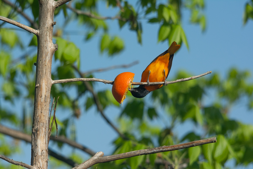 Baltimore oriole on orange