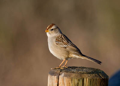 Photo of White-crowned Sparrow