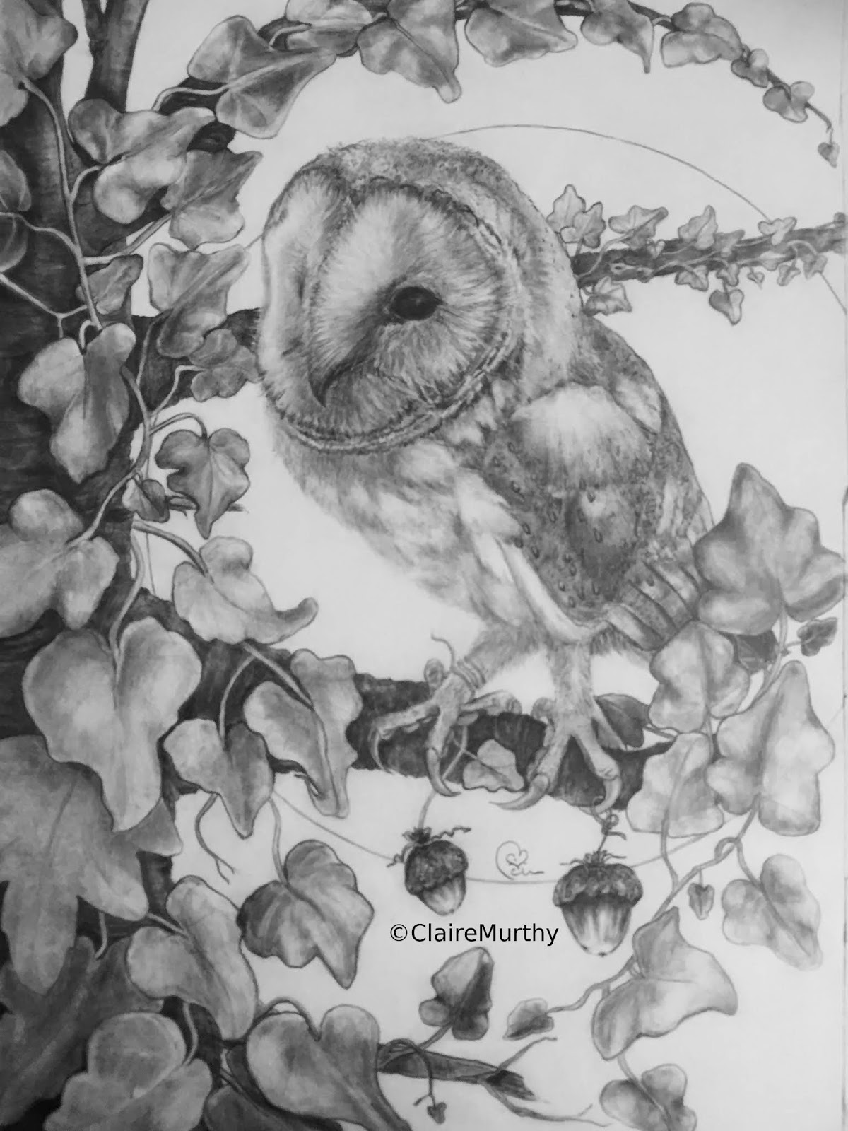 Wildlife Sketch: Sketching a Barn Owl