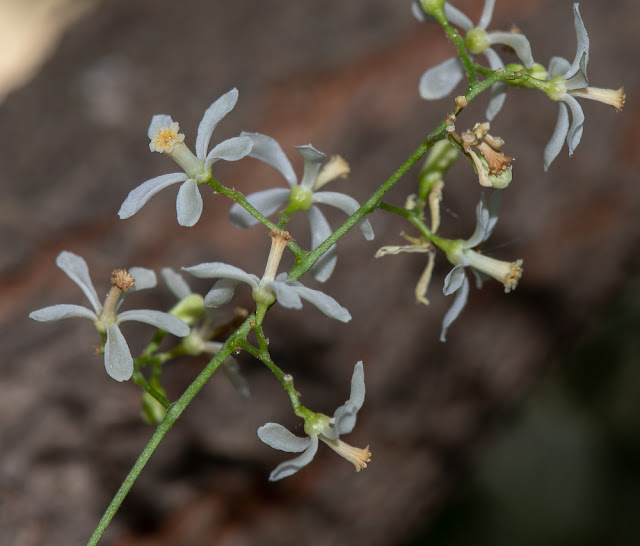 Азадирахта индийская / Ним (Azadirachta indica)