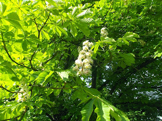Flores de primavera en árbol polaco