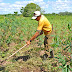 55.357 agricultores/as potiguares comprovam o êxito da função do Programa Garantia Safra‏
