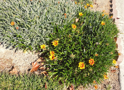 Gazanias in Bloom, © B. Radisavljevic