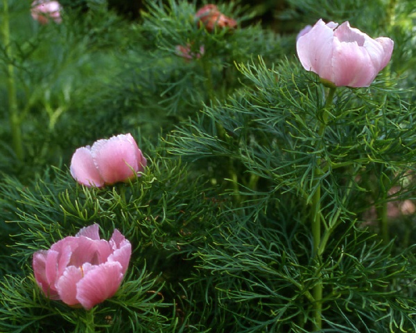 Paeonia tenuifolia 'Rosea'