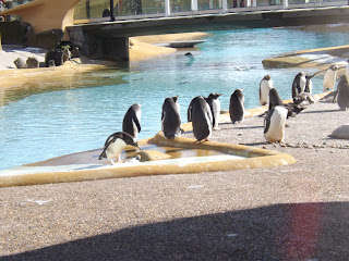 Penguins near a pool