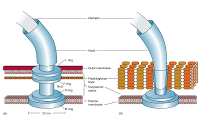 morfologi bakteri bentuk batang, morfologi bakteri bentuk kokus, morfologi bakteri bentuk spiral, DNA inti dan DNA plasmid bakteri, struktur Dinding sel bakteri, bakteri gram postif (+), bakteri gram negatif (-), ribosom dan sub unit ribosom, Struktur flagella bakteri gram positif dan bakteri gram negatif, Fimbriae Bakteri, fungsi pili pada bakteri, struktur kapsul pada bakteri, pengecatan gram, struktur endospora bakteri, Struktur fimbriae bakteri, struktur flagella bakteri gram positif (+) dan bakteri gram negatif (-)