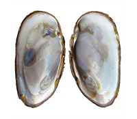 mother-of-pearl-shell