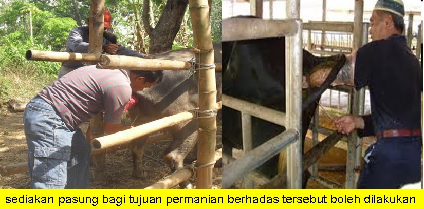 bukan doktor veterinar Permanian Berhadas Lembu Kambing