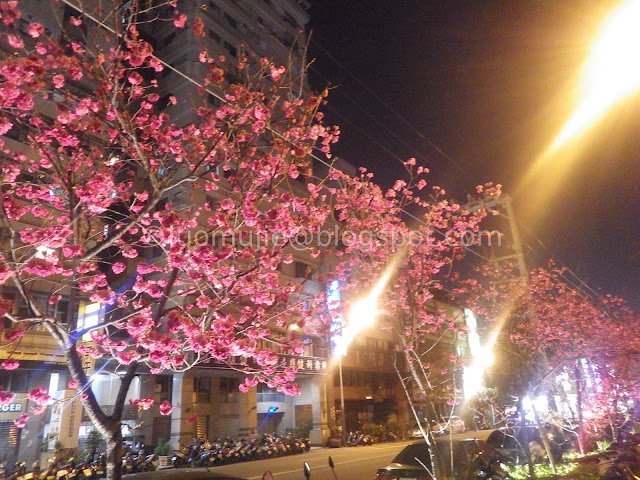 Taichung cherry blossoms