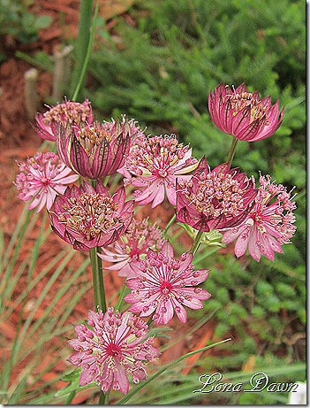 Astrantia_June