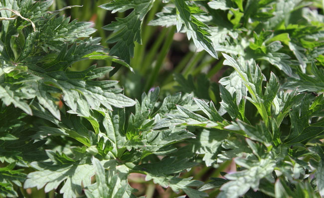 Geranium Flowers Geranium Flowers