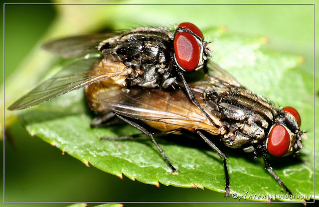 Mating Houseflies