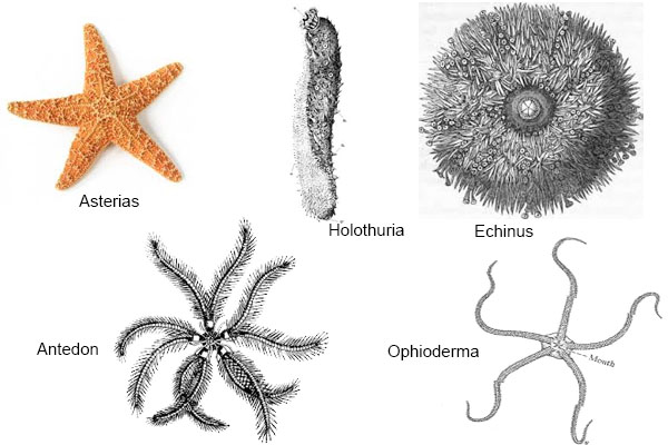  KLASIFIKASI ECHINODERMATA  PDF