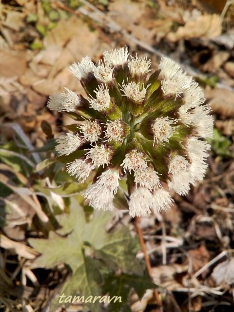 Белокопытник Татеваки (Petasites tatewakianus)