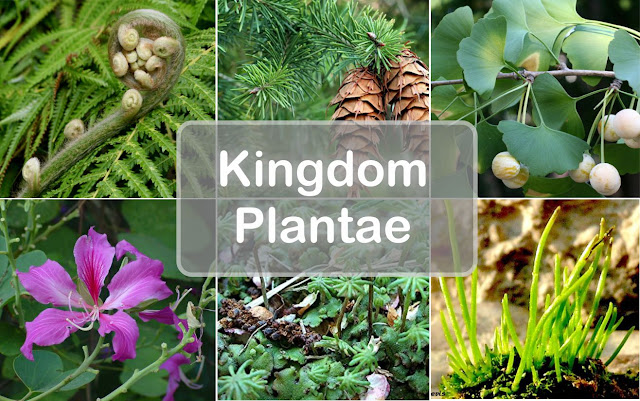 Kingdom Plantae