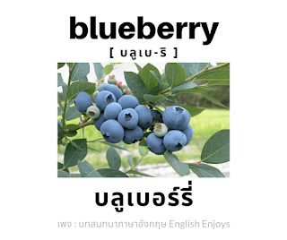 blueberry - บลูเบอร์รี่